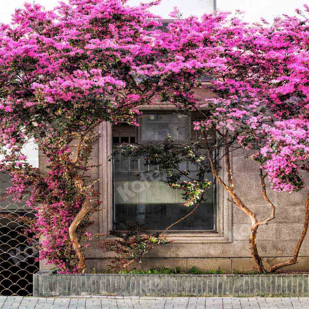 Kat春の花の木の背景屋外Chain Photography