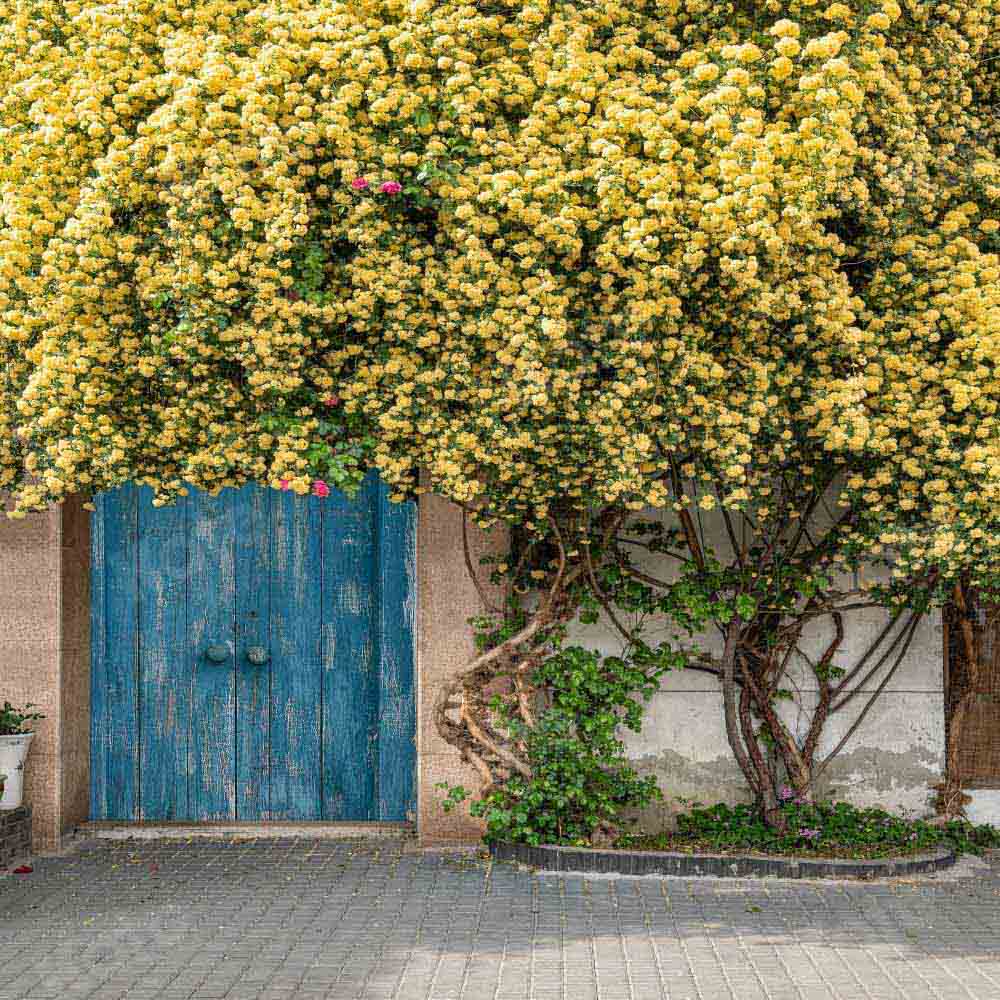 Kate写真撮影のための夏/春の花の木の背景の日光Chainデザイン