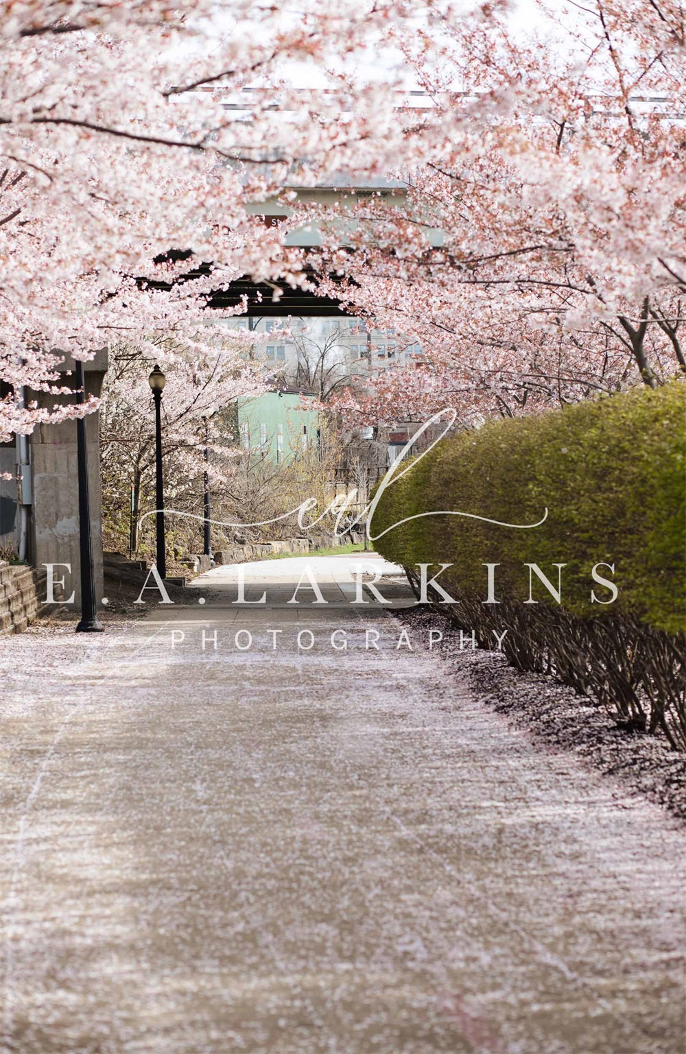 kate春の桜の道花が咲くピンクの背景Erin Larkinsデザイン