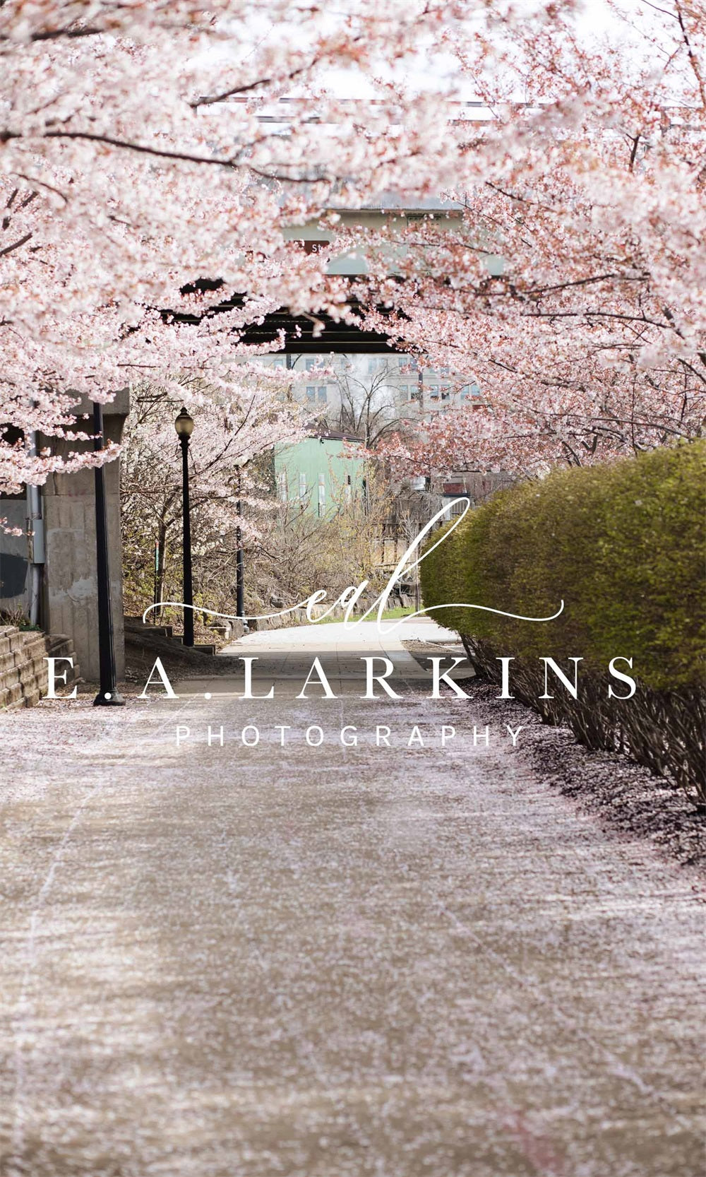 kate春の桜の道花が咲くピンクの背景Erin Larkinsデザイン