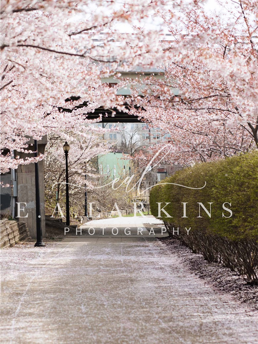 kate春の桜の道花が咲くピンクの背景Erin Larkinsデザイン