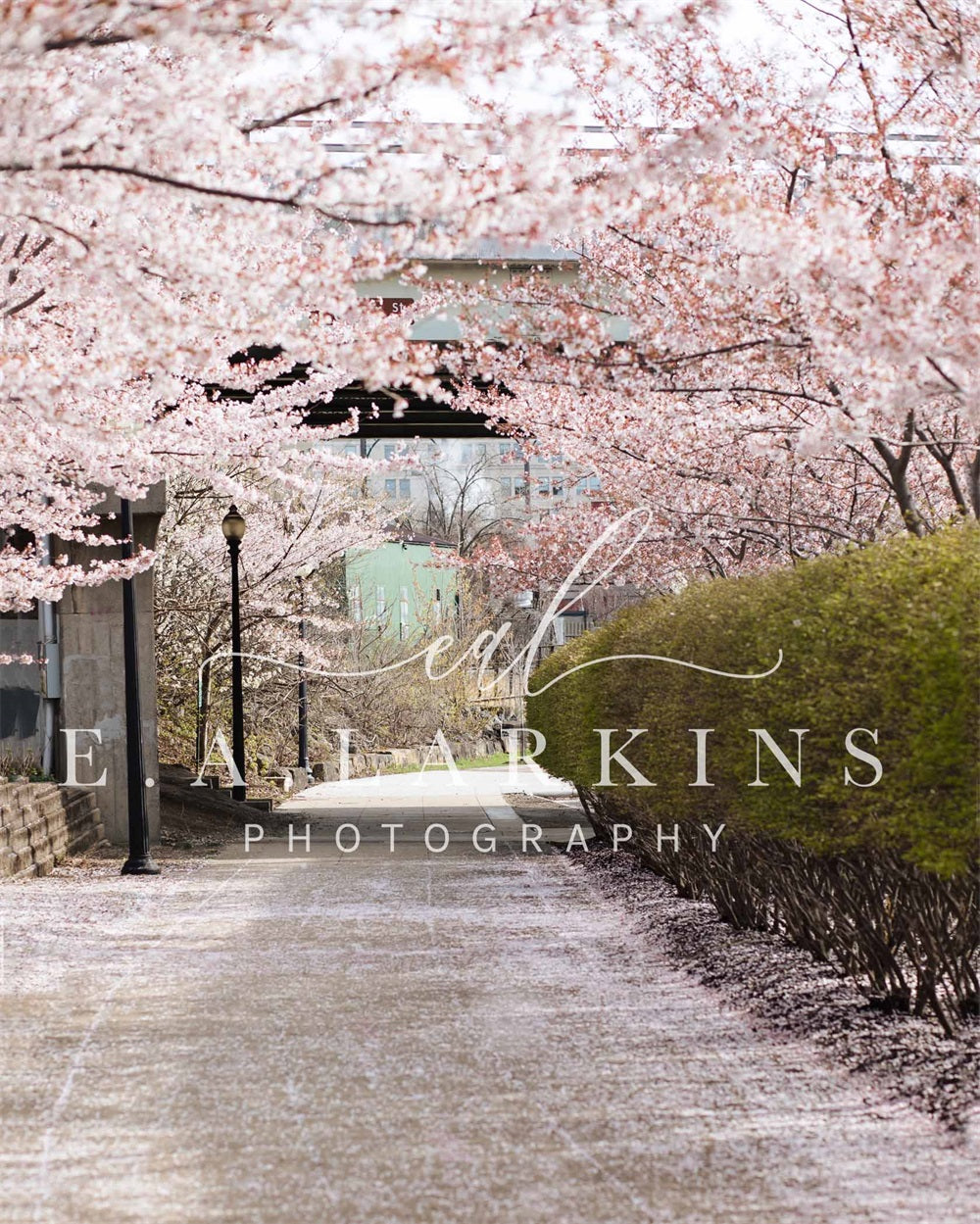 kate春の桜の道花が咲くピンクの背景Erin Larkinsデザイン