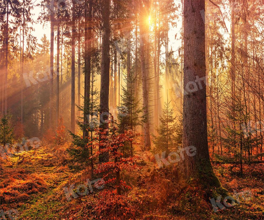 Kate写真撮影秋朝森林自然の風景の背景