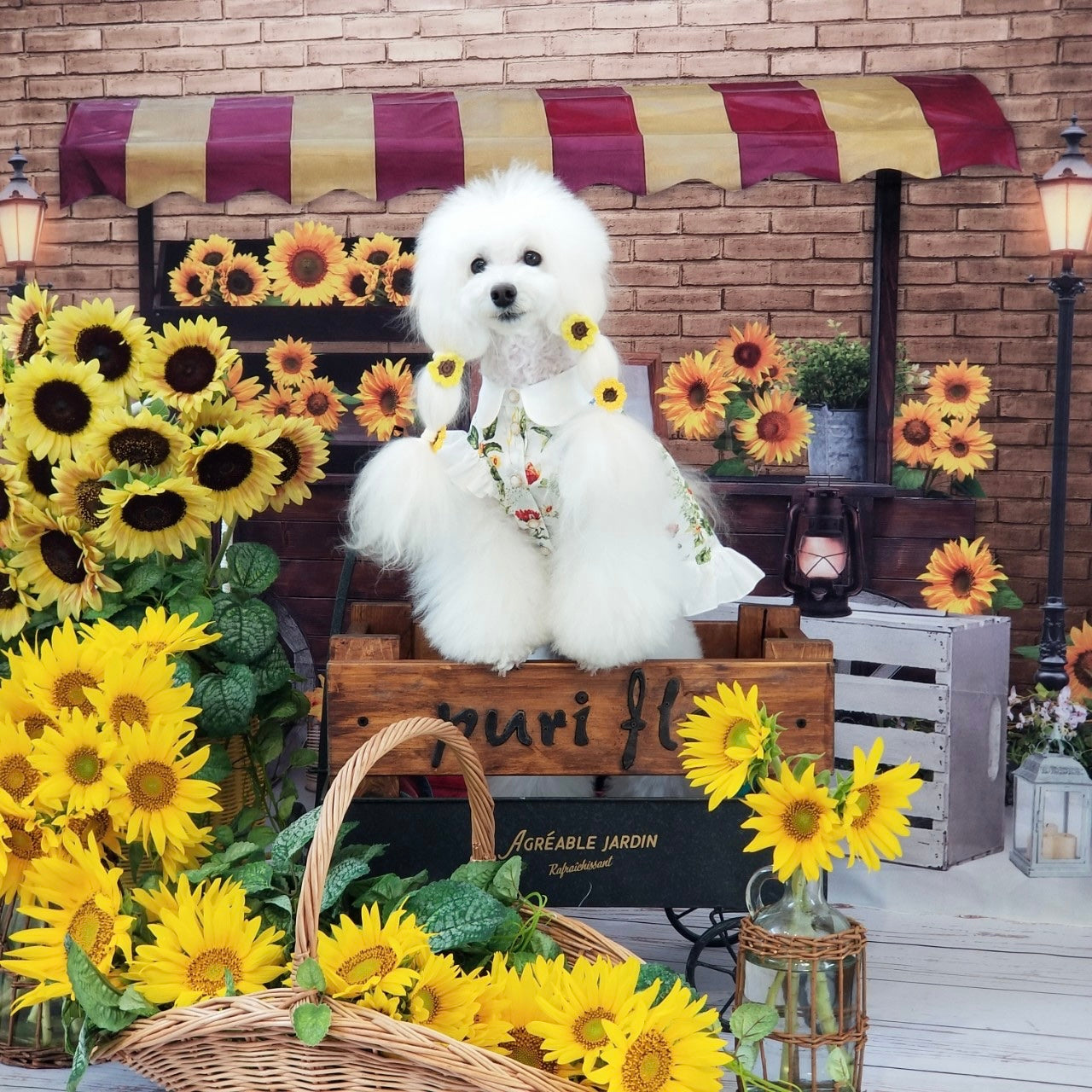 Kate 夏のヒマワリの背景