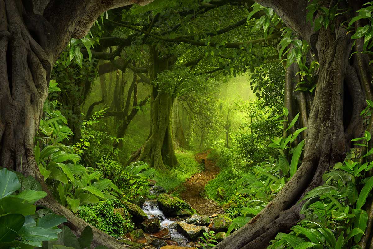 Kate 緑の木々とクリークの森春の背景布