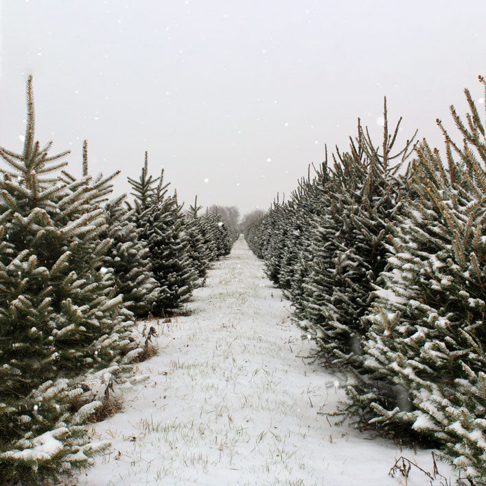 Kate 雪のクリスマスツリーファームの背景