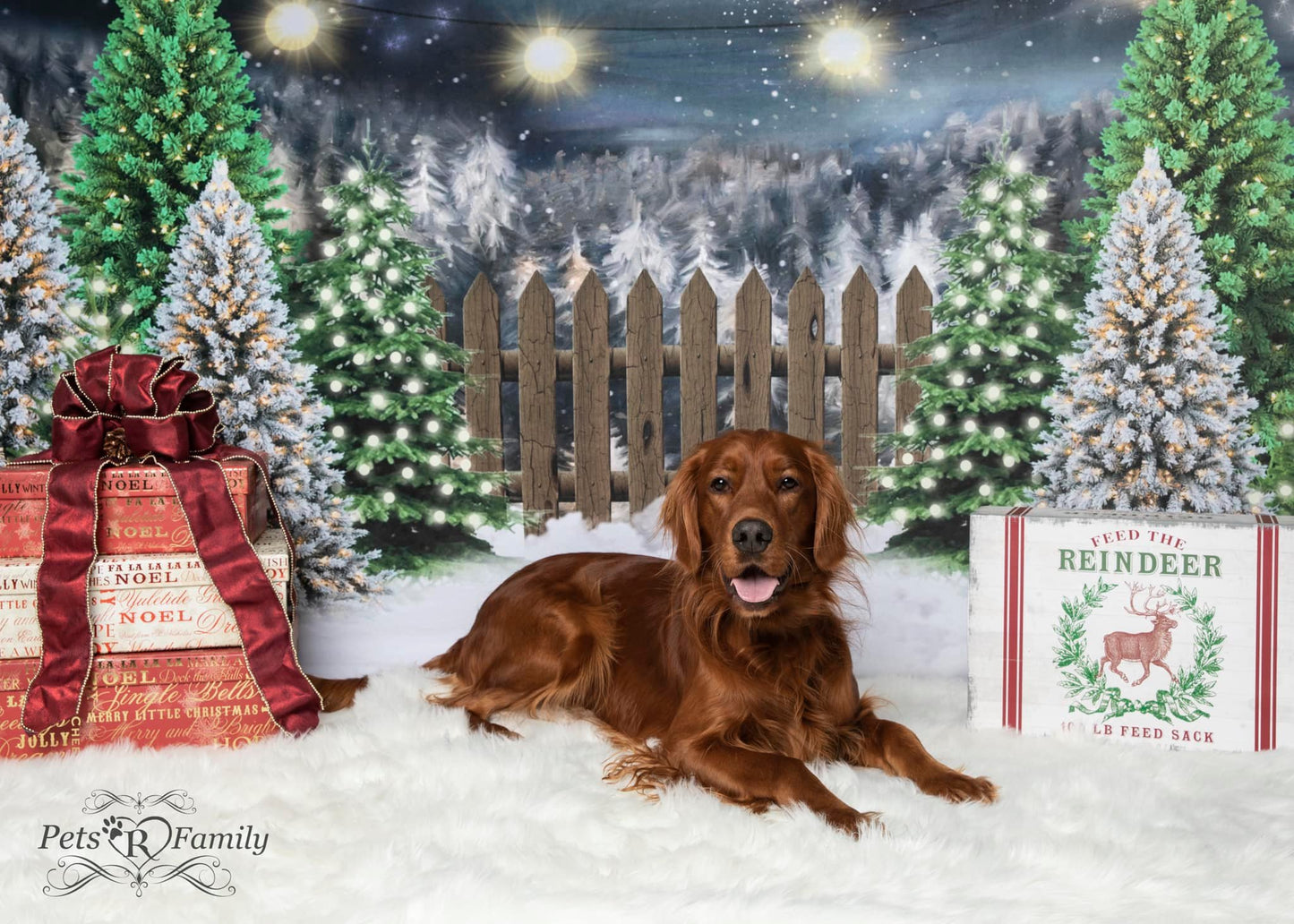Kate クリスマスツリーの農場の写真撮影の背景