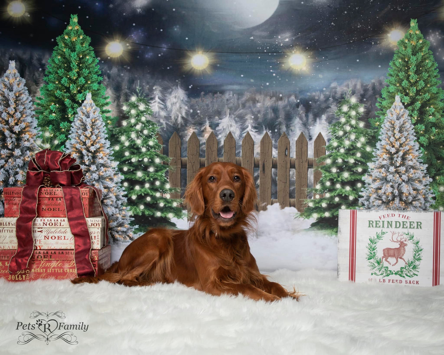 Kate クリスマスツリーの農場の写真撮影の背景