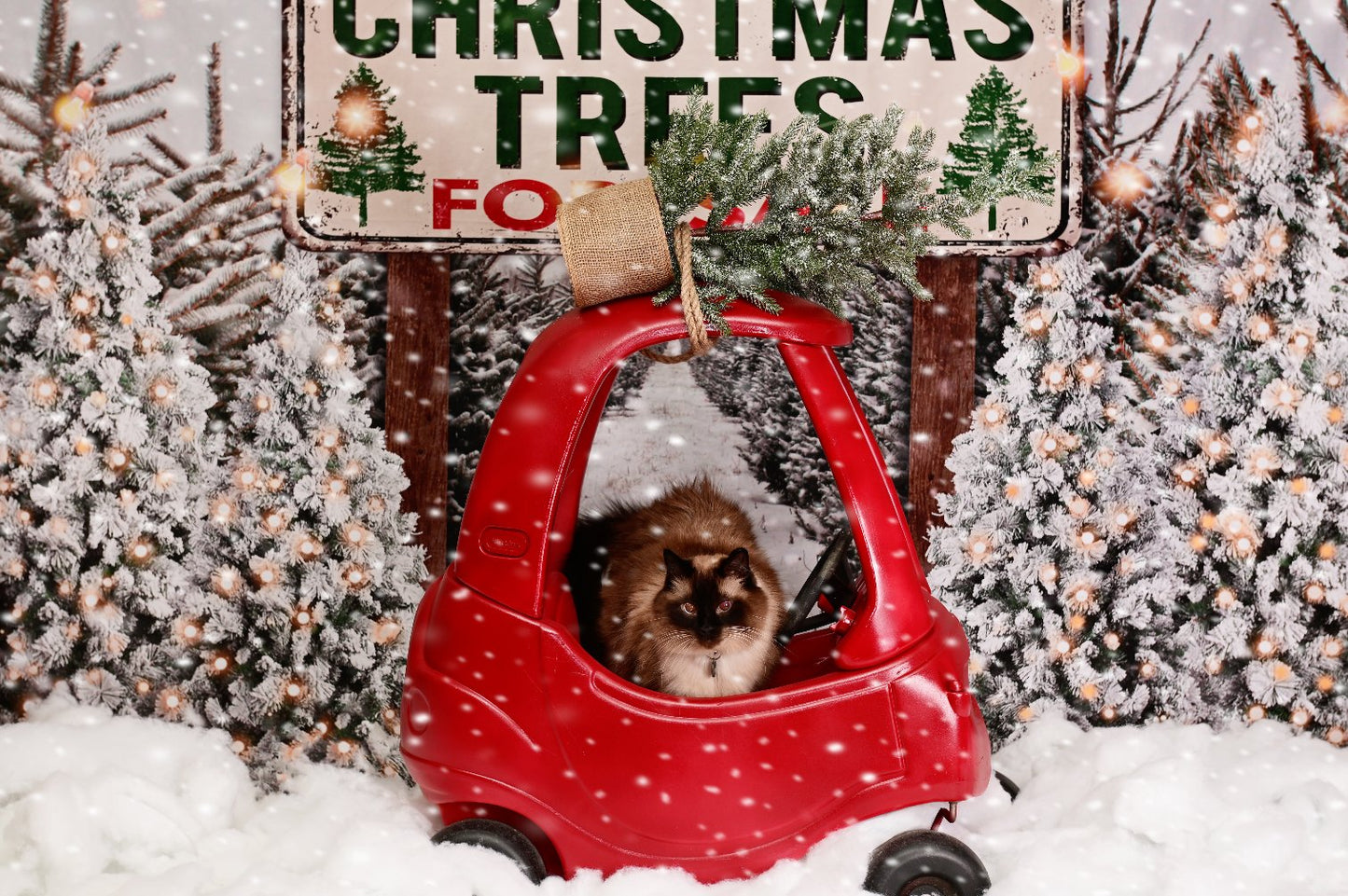 Kate クリスマスの農場の木の写真の背景