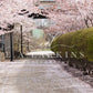 kate春の桜の道花が咲くピンクの背景Erin Larkinsデザイン