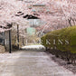 kate春の桜の道花が咲くピンクの背景Erin Larkinsデザイン