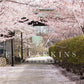 kate春の桜の道花が咲くピンクの背景Erin Larkinsデザイン