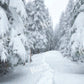 Kate冬の雪の森の背景