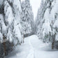 Kate冬の雪の森の背景