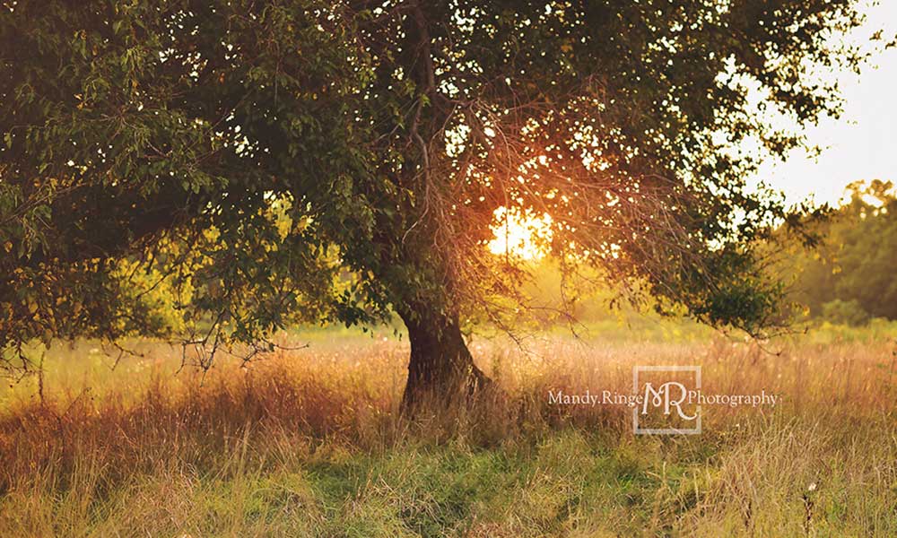 Kate 日没の背景の木背景Mandy Ringe設計