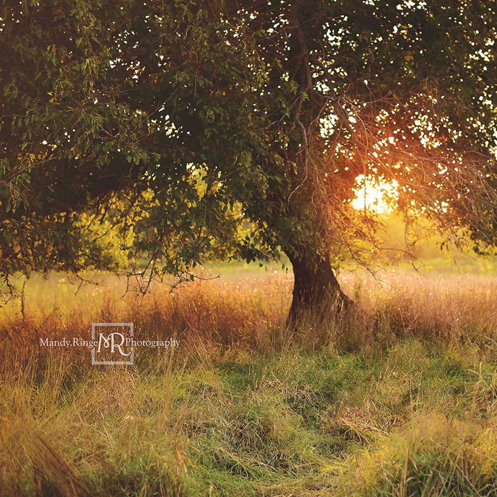 Kate 日没の背景の木背景Mandy Ringe設計