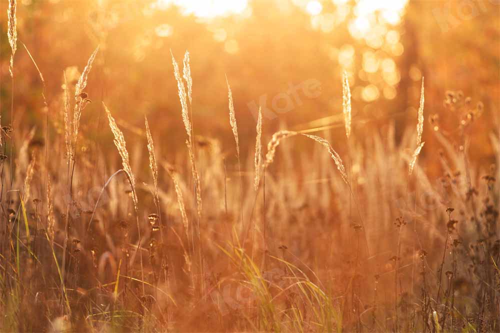 Kate 晩秋の日没の背景の牧草地Chain写真撮影