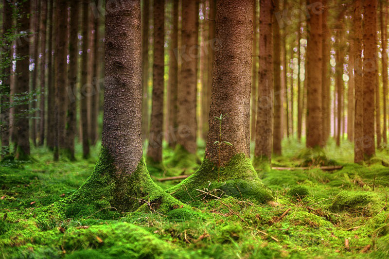 kate写真撮影のための夏の森の苔の背景の木