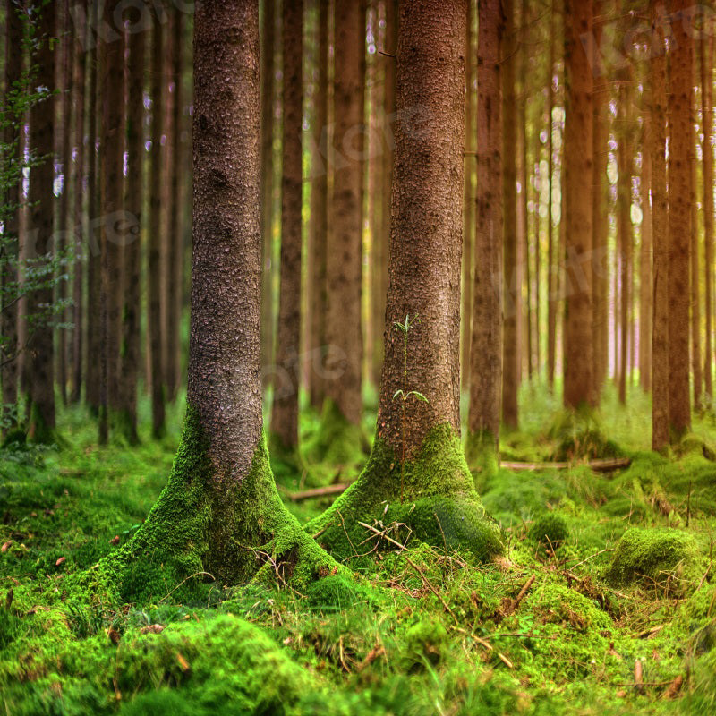 kate写真撮影のための夏の森の苔の背景の木