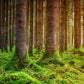 kate写真撮影のための夏の森の苔の背景の木