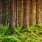 kate写真撮影のための夏の森の苔の背景の木