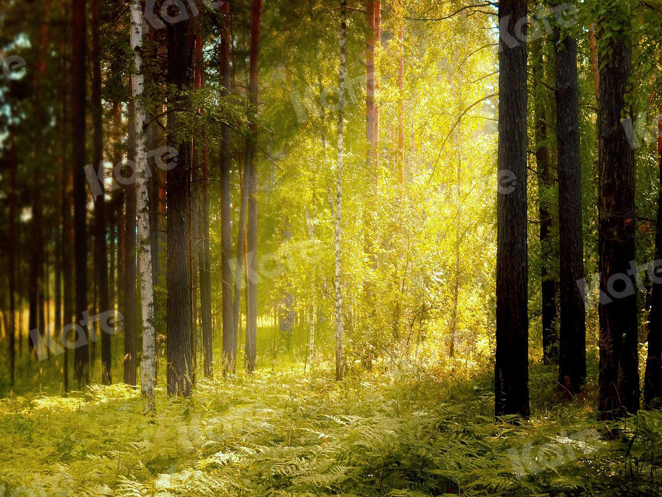 Kate写真撮影の森の中の朝日草や木の背景