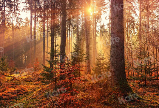 Kate写真撮影秋朝森林自然の風景の背景