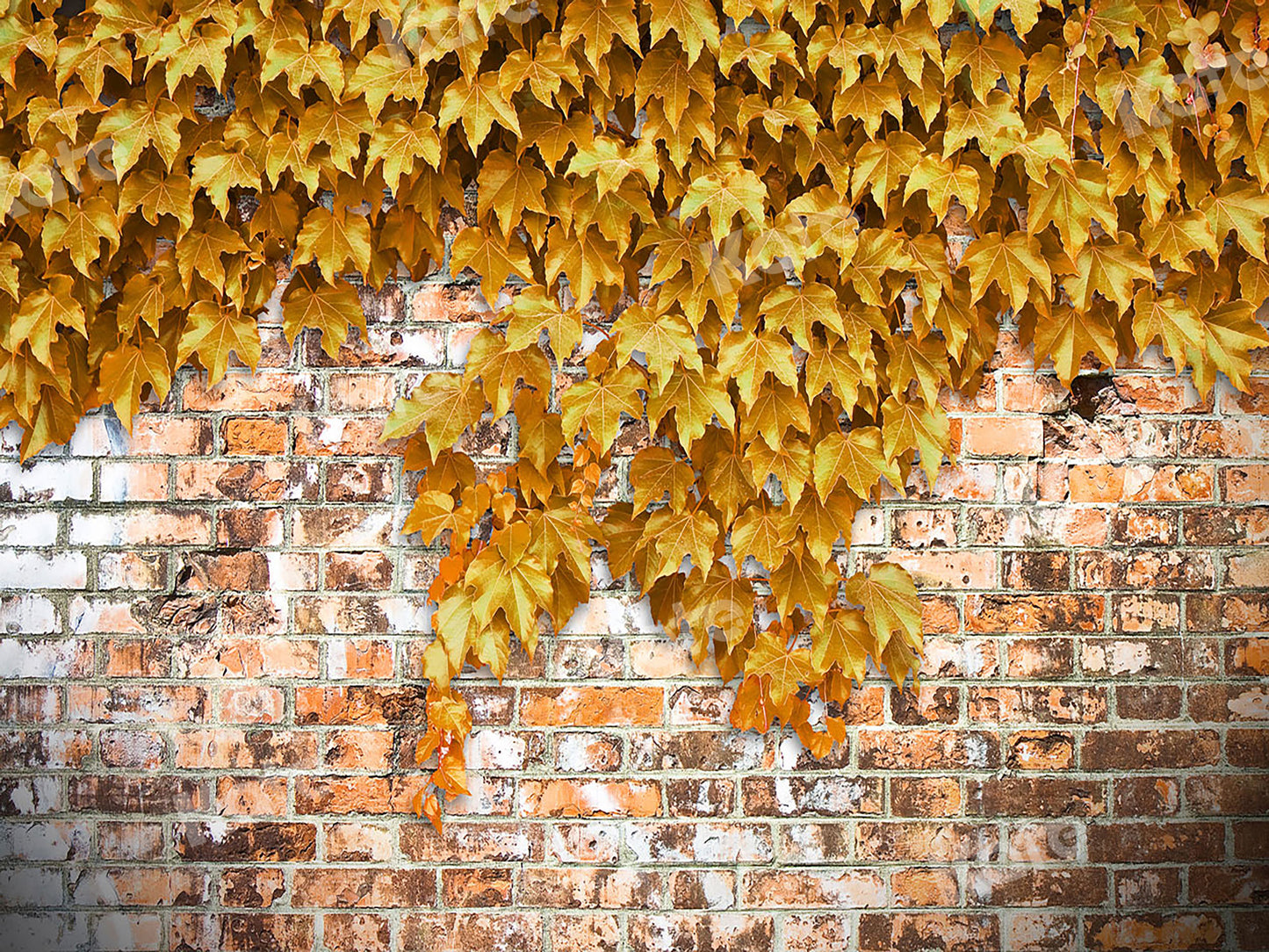 kate 黄色のクリーパーと秋の背景のレンガの壁によって設計されたJS photography