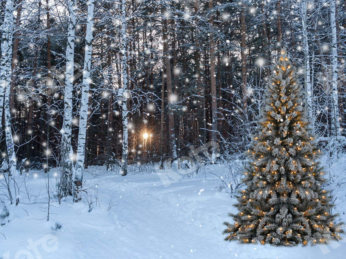 Kate 写真撮影のための雪とクリスマスツリーと冬の森