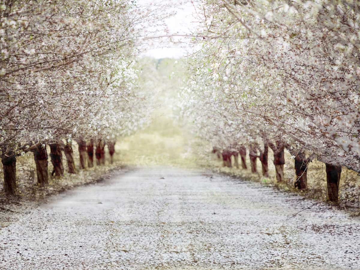 Kate 写真撮影のための春の桜の背景