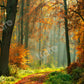 kate 写真用のカエデと緑の草の秋の森