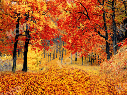 kate 写真のための秋の背景のカエデの森