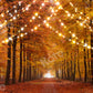 kate 写真のライトと秋の背景の森の道