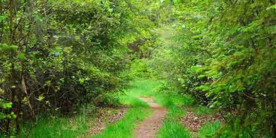Kate 夏の緑の森の小道の背景