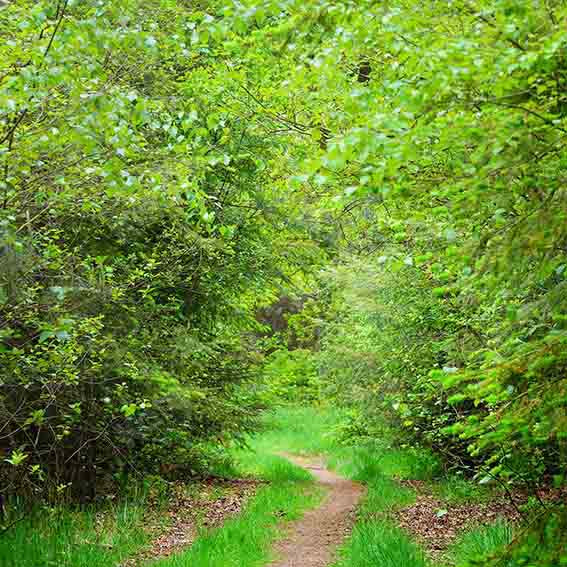 Kate 夏の緑の森の小道の背景