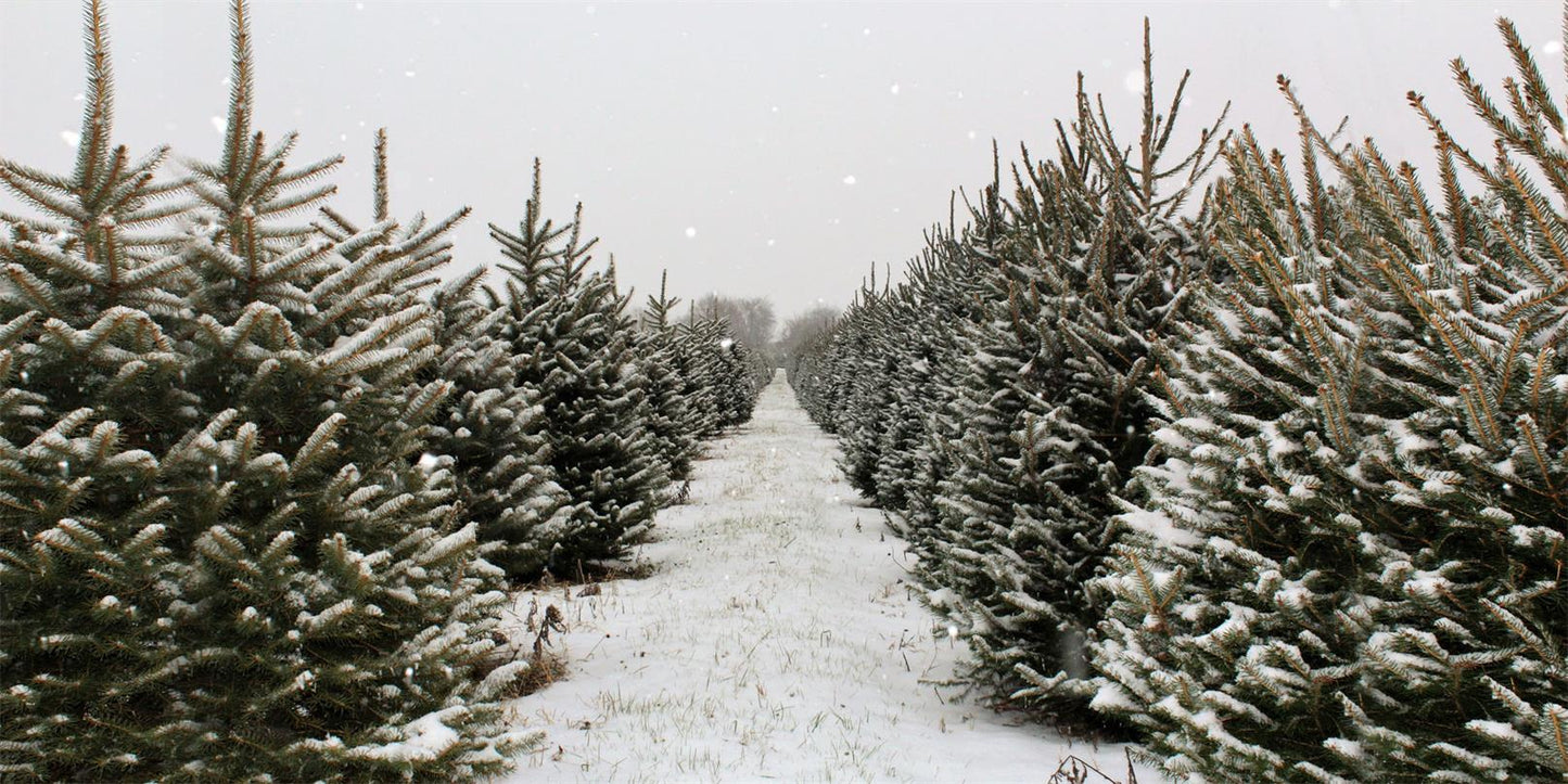 Kate 雪のクリスマスツリーファームの背景