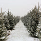 Kate 雪のクリスマスツリーファームの背景