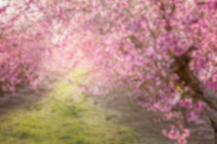 Kate 春のピンクの花の背景