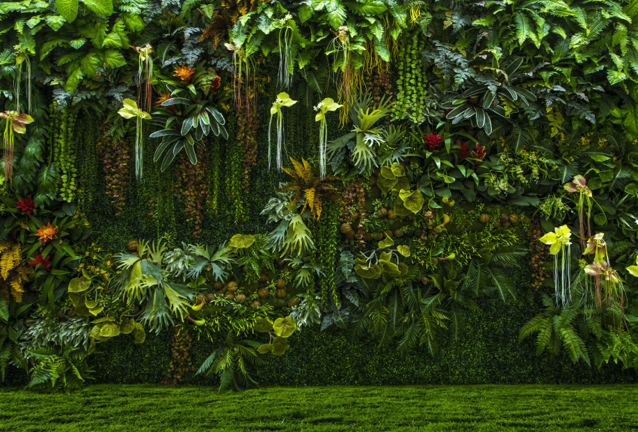 Kate 熱帯雨林の背景