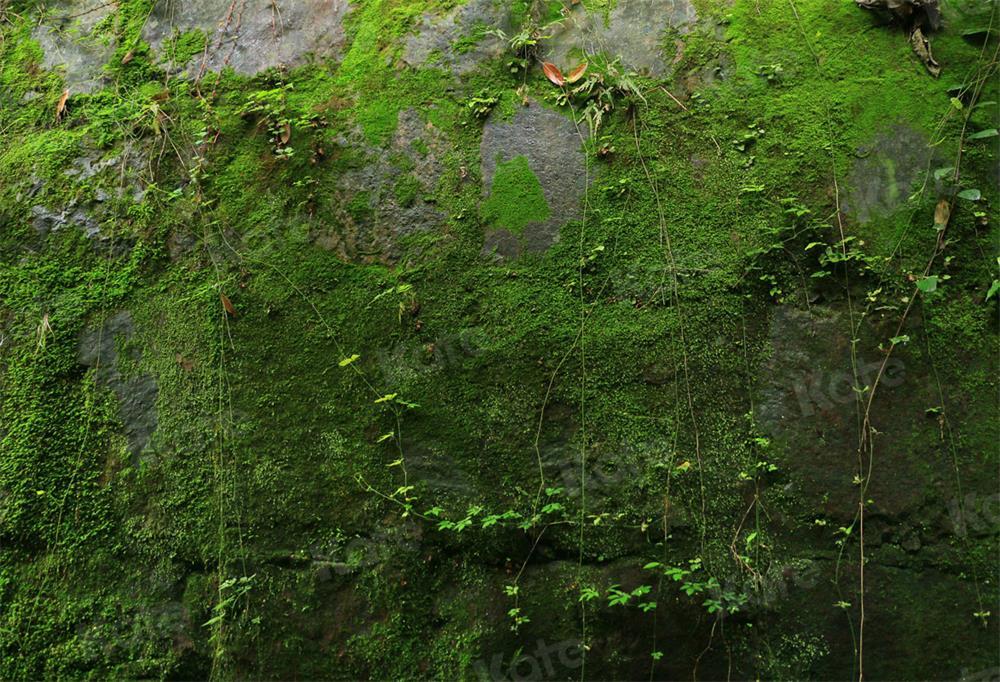 写真撮影のためのkateつの石の緑の苔の背景植物の葉