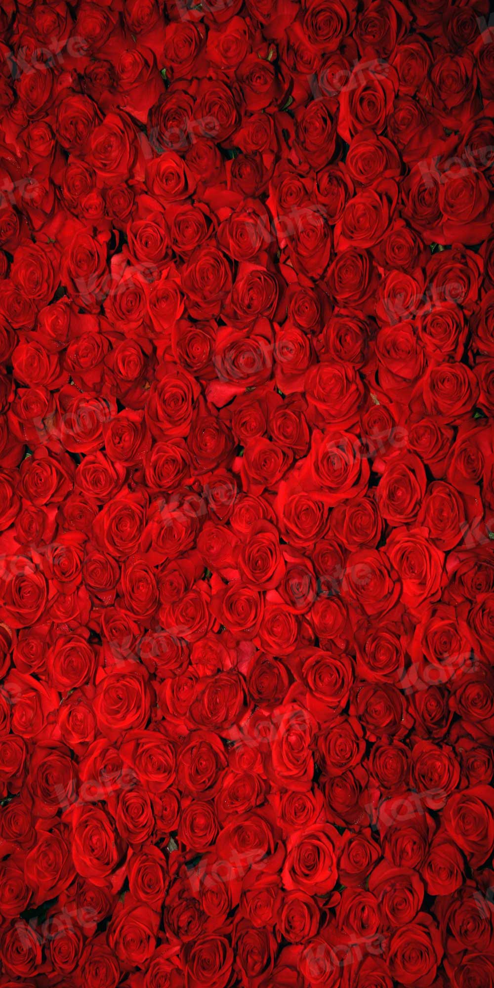 Kate赤いバラのバレンタインデーの花の写真の背景