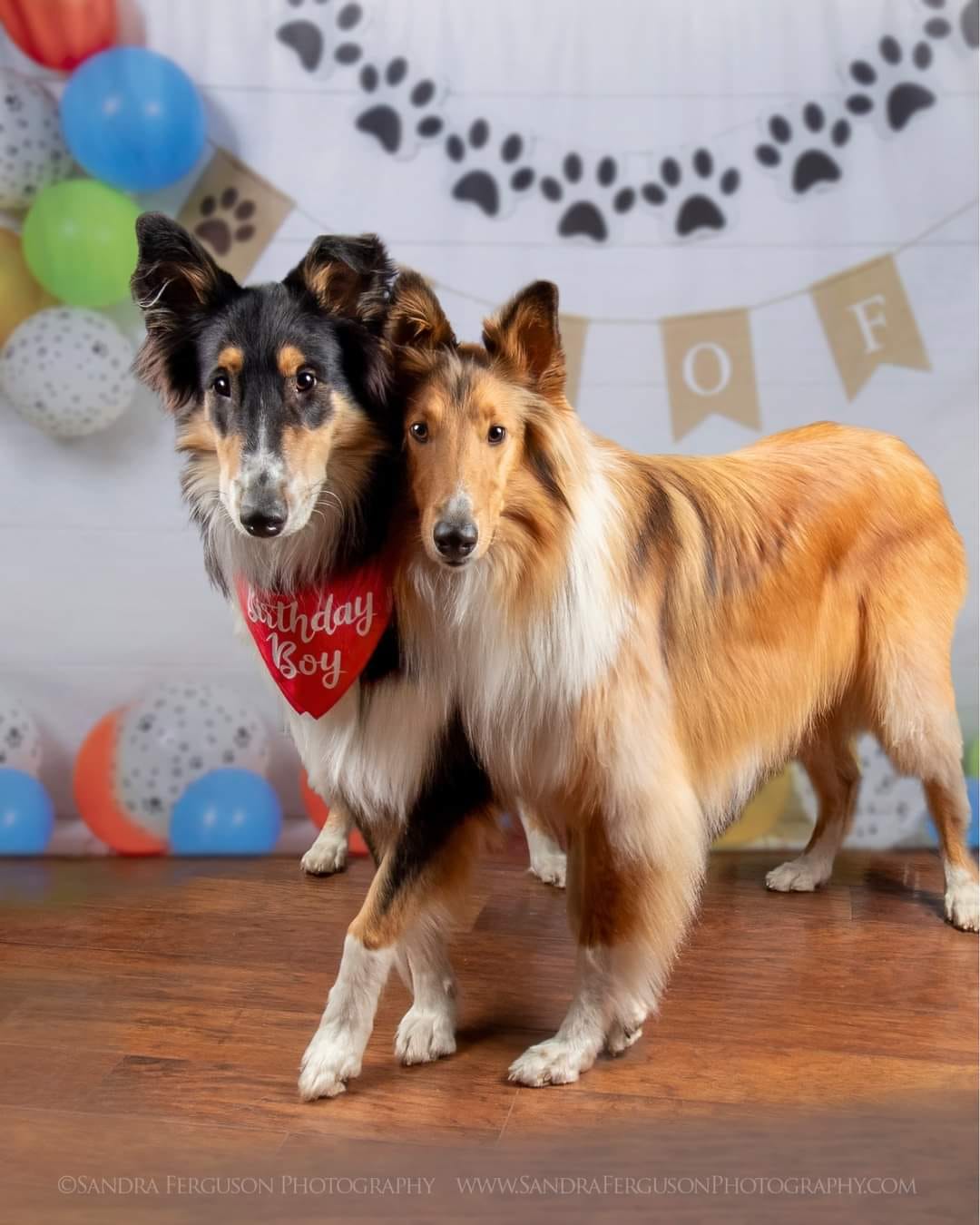 Kate 犬と風船の装飾背景