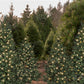 写真撮影のためのケイトのクリスマスツリーの背景の森