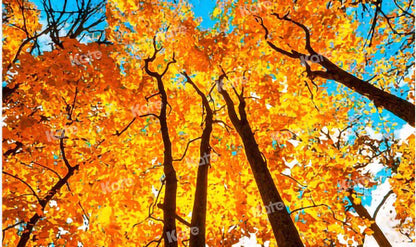 写真撮影のためのkate秋の森の空の背景