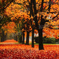 写真撮影のためのkate秋の森の黄色の背景